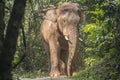 Asia elephant in nature Royalty Free Stock Photo