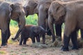 Asia Elephant in Thailand, Elephant mum, baby and relatives eating dry grass in the jungle. Thailand animals. Elephant family Royalty Free Stock Photo