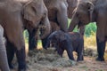 Asia Elephant in Thailand, Elephant mum, baby and relatives eating dry grass in the jungle. Thailand animals. Elephant family Royalty Free Stock Photo