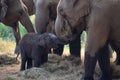 Asia Elephant in Thailand, Elephant mum, baby and relatives eating dry grass in the jungle. Thailand animals. Elephant family Royalty Free Stock Photo