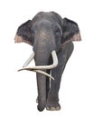 Asia elephant Royalty Free Stock Photo