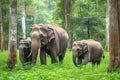 Asia Elephants family walking in the natural park, Animal wildlife habitat in the nature forest, beautiful of life, massive body