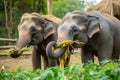 Asia Elephants family walking in the natural park, Animal wildlife habitat in the nature forest, beautiful of life, massive body