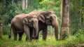 Asia Elephants family walking in the natural park, Animal wildlife habitat in the nature forest, beautiful of life, massive body Royalty Free Stock Photo