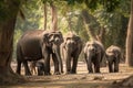 Asia Elephants family walking in the natural park, Animal wildlife habitat in the nature forest, beautiful of life, massive body