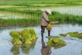 Asia farmers are withdrawn seedlings of rice. planting of the rice season be prepared for planting