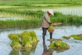 Asia farmers are withdrawn seedlings of rice. planting of the rice season be prepared for planting