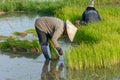 Asia farmers are withdrawn seedlings of rice. planting of the rice season be prepared for planting