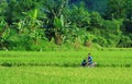 Asia farmers working on terraced rice fields