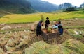 Asia farmers working on terraced rice fields