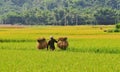 Asia farmers working on terraced rice fields