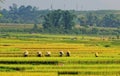 Asia farmers working on terraced rice fields Royalty Free Stock Photo