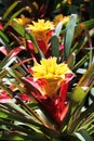 Asia flora. Bromeliad blooms in a tropical garden