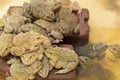 Asia frogs in outdoor pool Royalty Free Stock Photo