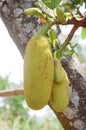 Asia fruit