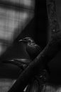 An asia glossy starling in black and white