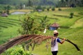 ASIA INDONESIA BALI LANDSCAPE RICEFIELD