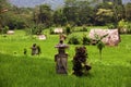 ASIA INDONESIA BALI LANDSCAPE RICEFIELD