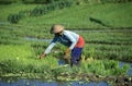 ASIA INDONESIA BALI RICE TERRACE UBUD TEGALLALANG