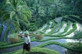 ASIA INDONESIA BALI RICE TERRACE UBUD TEGALLALANG Royalty Free Stock Photo