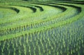 ASIA INDONESIA BALI RICE TERRACE UBUD TEGALLALANG