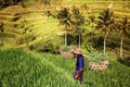 ASIA INDONESIA BALI RICE TERRACE UBUD TEGALLALANG