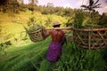 ASIA INDONESIA BALI RICE TERRACE UBUD TEGALLALANG Royalty Free Stock Photo