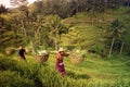 ASIA INDONESIA BALI RICE TERRACE UBUD TEGALLALANG