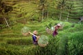 ASIA INDONESIA BALI RICE TERRACE UBUD TEGALLALANG