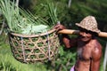 ASIA INDONESIA BALI RICE TERRACE UBUD TEGALLALANG