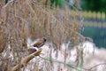 A pair of house sparrow birds sitting on the dead tree branch at the park with dried leaves and white green background Royalty Free Stock Photo