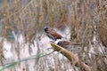 A pair of house sparrow birds sitting on the dead tree branch at the park with dried leaves and white green background Royalty Free Stock Photo