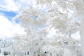 Asia magic white trees