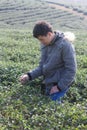 Asia Man in tea plantation Royalty Free Stock Photo