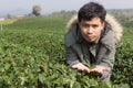 Asia Man in tea plantation Royalty Free Stock Photo
