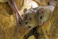 Asia Minor spiny mice Royalty Free Stock Photo