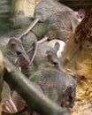 Asia Minor spiny mice Royalty Free Stock Photo