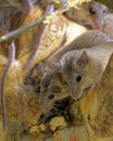 Asia Minor spiny mice