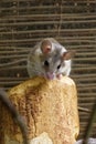 Asia Minor spiny mouse Royalty Free Stock Photo