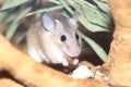 Asia Minor spiny mouse Royalty Free Stock Photo