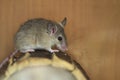 Asia Minor spiny mouse