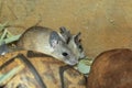 Asia Minor spiny mouse