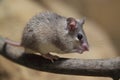 Asia Minor spiny mouse Royalty Free Stock Photo