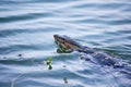 Asia Monitor, Varanus niloticus Royalty Free Stock Photo