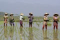 ASIA MYANMAR NYAUNGSHWE RICE FIELD