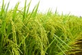 Asia Paddy Field Series 1 Royalty Free Stock Photo