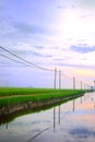Asia Paddy Field Series 1 Royalty Free Stock Photo