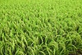 Asia Paddy Field Series 4 Royalty Free Stock Photo