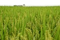 Asia Paddy Field Series 4 Royalty Free Stock Photo