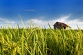 Asia Paddy Field Series 7 Royalty Free Stock Photo